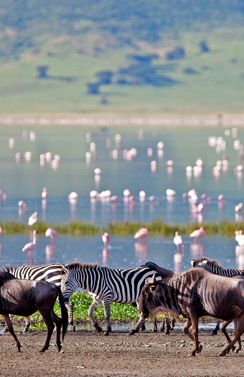 5 Nights | 6 Days: Glimpse of Serengeti & the Ngorongoro - TWIGA TOURS