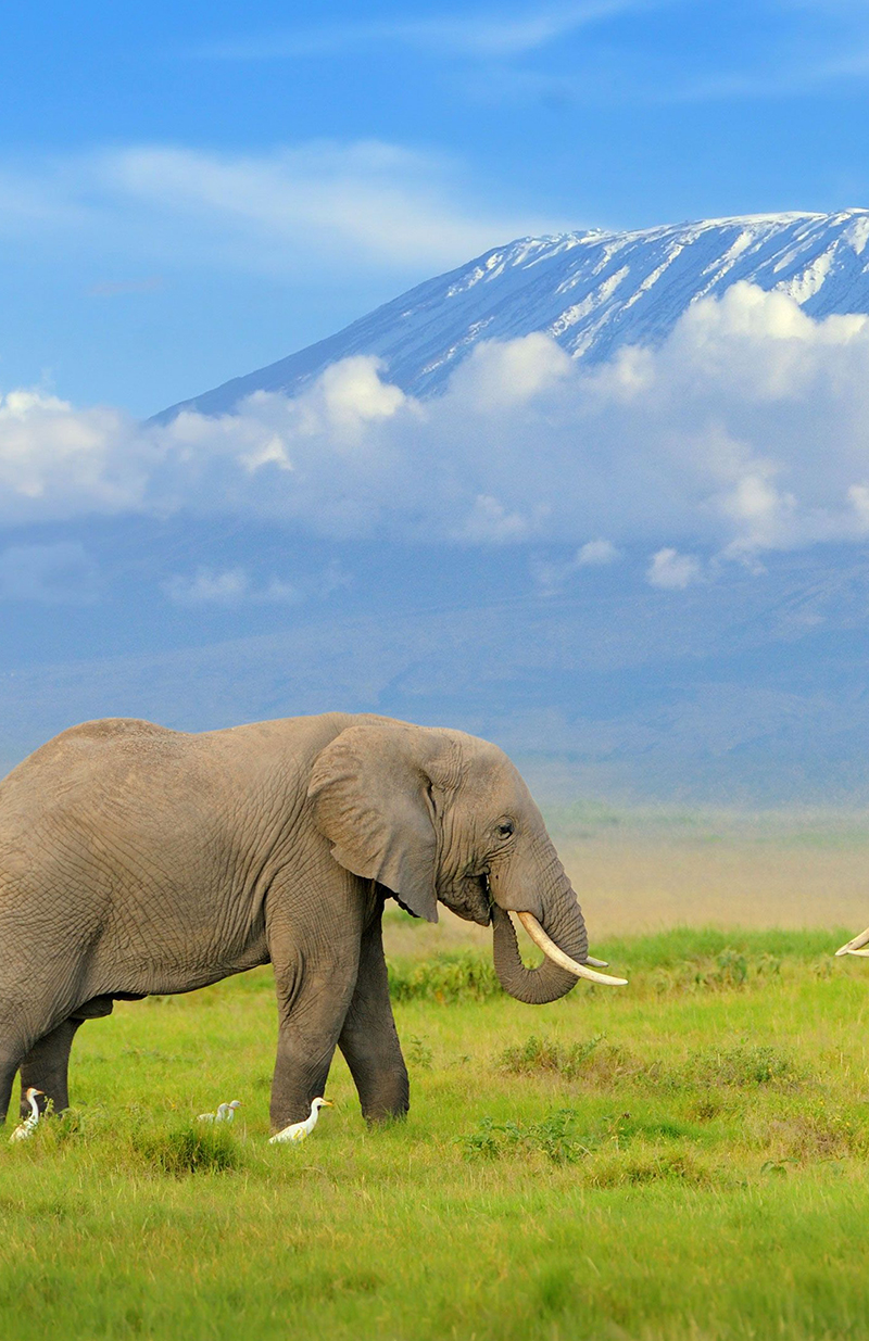 6 Nights | 7 Days: Classic Kenya Safari - TWIGA TOURS